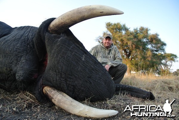 52 pound Elephant Bull