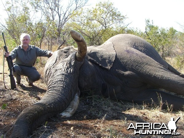 62 pound Elephant Bull