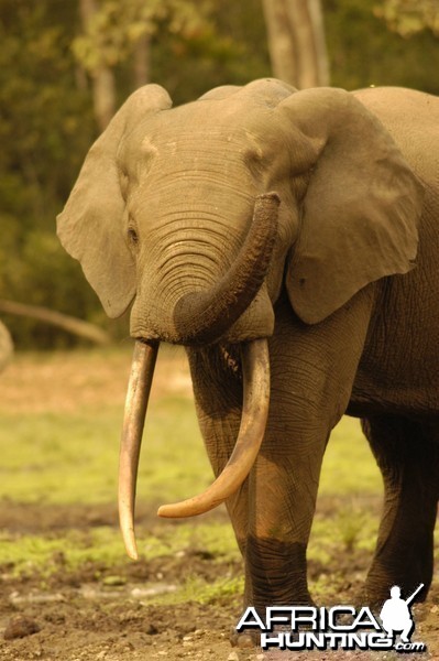 Young but long Forest Tusker