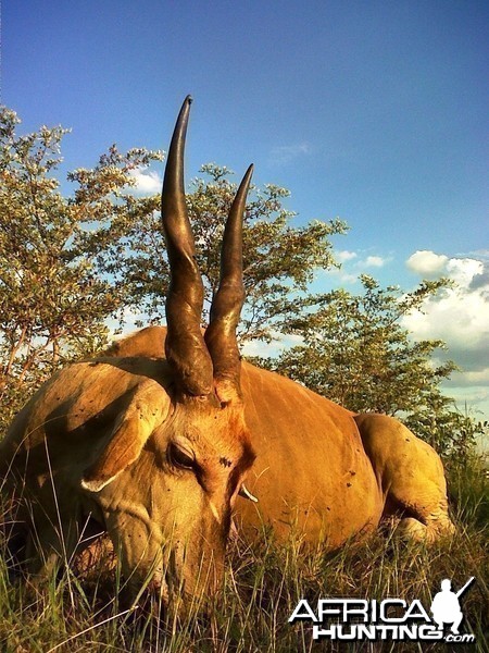 Livingstone Eland Bull