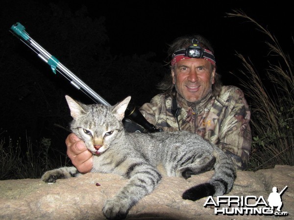 African Wild Cat