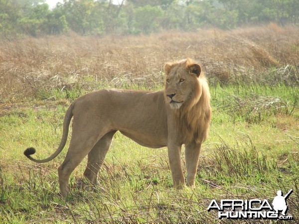 Lion in the heart of Africa