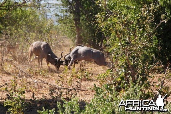 Kudu fighting