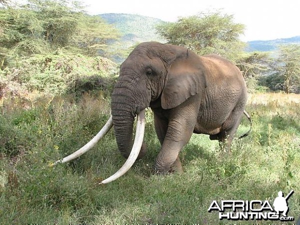 Probably the biggest tusker in Tanzania