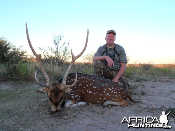 Argentina Axis deer