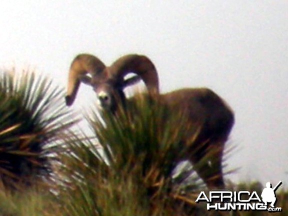 Hunting Desert Bighorn Sheep in Texas