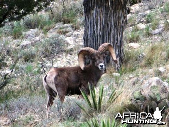 Hunting Desert Bighorn Sheep in Texas