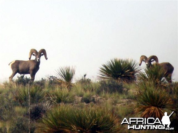 Hunting Desert Bighorn Sheep in Texas