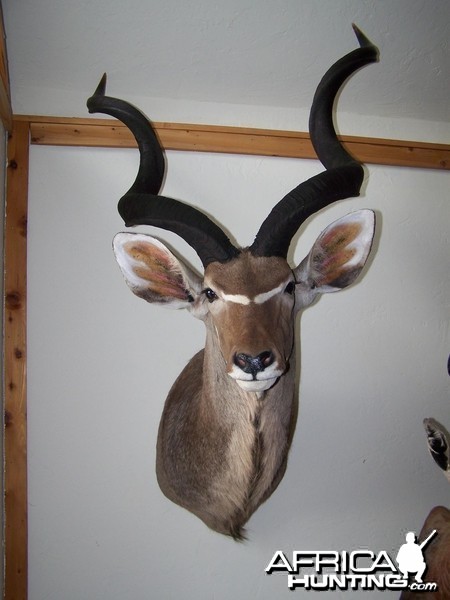 Kudu