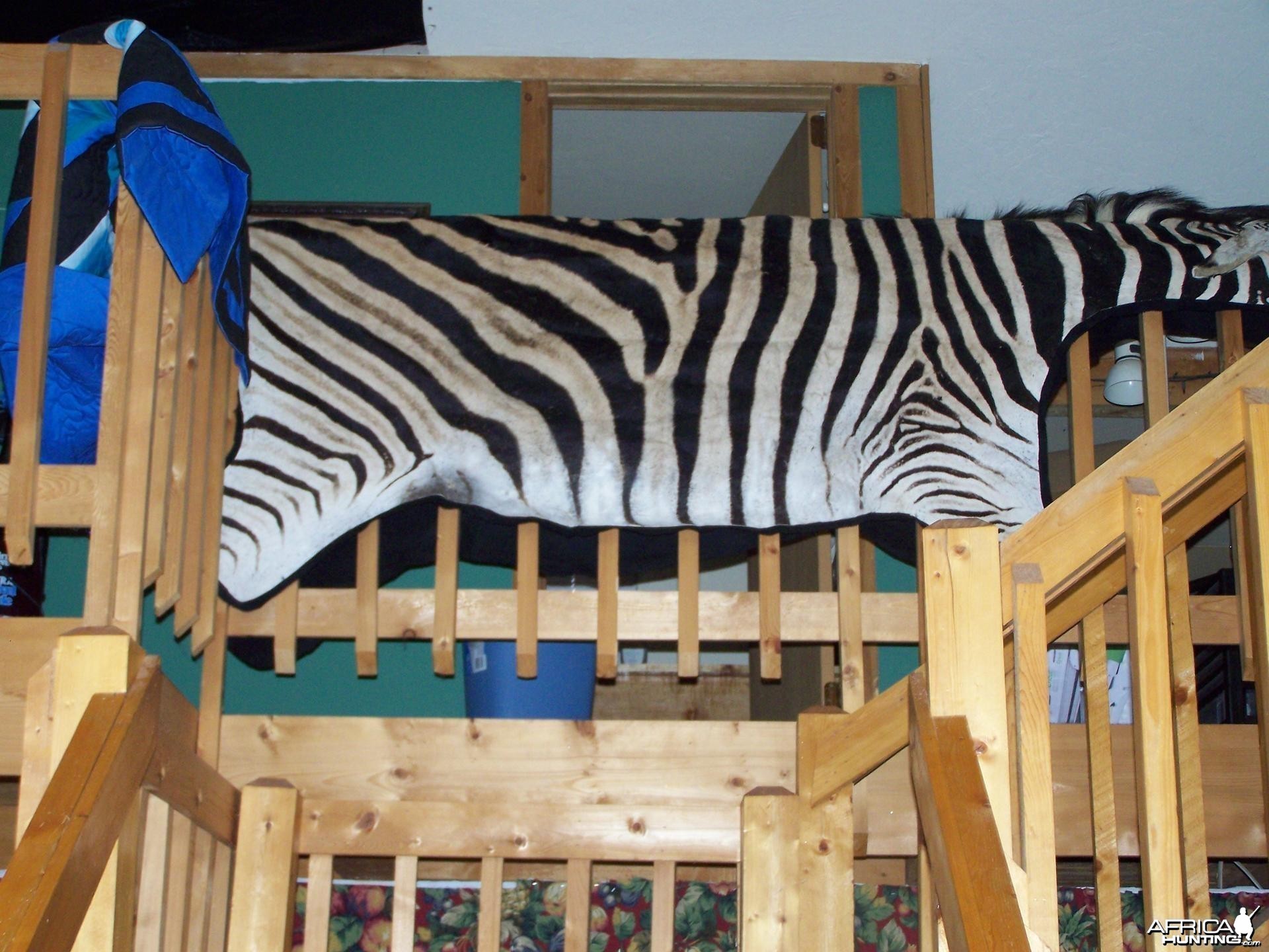 Zebra