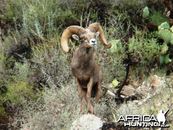 Hunting Desert Bighorn Sheep in Texas