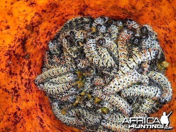 Mopane Worms