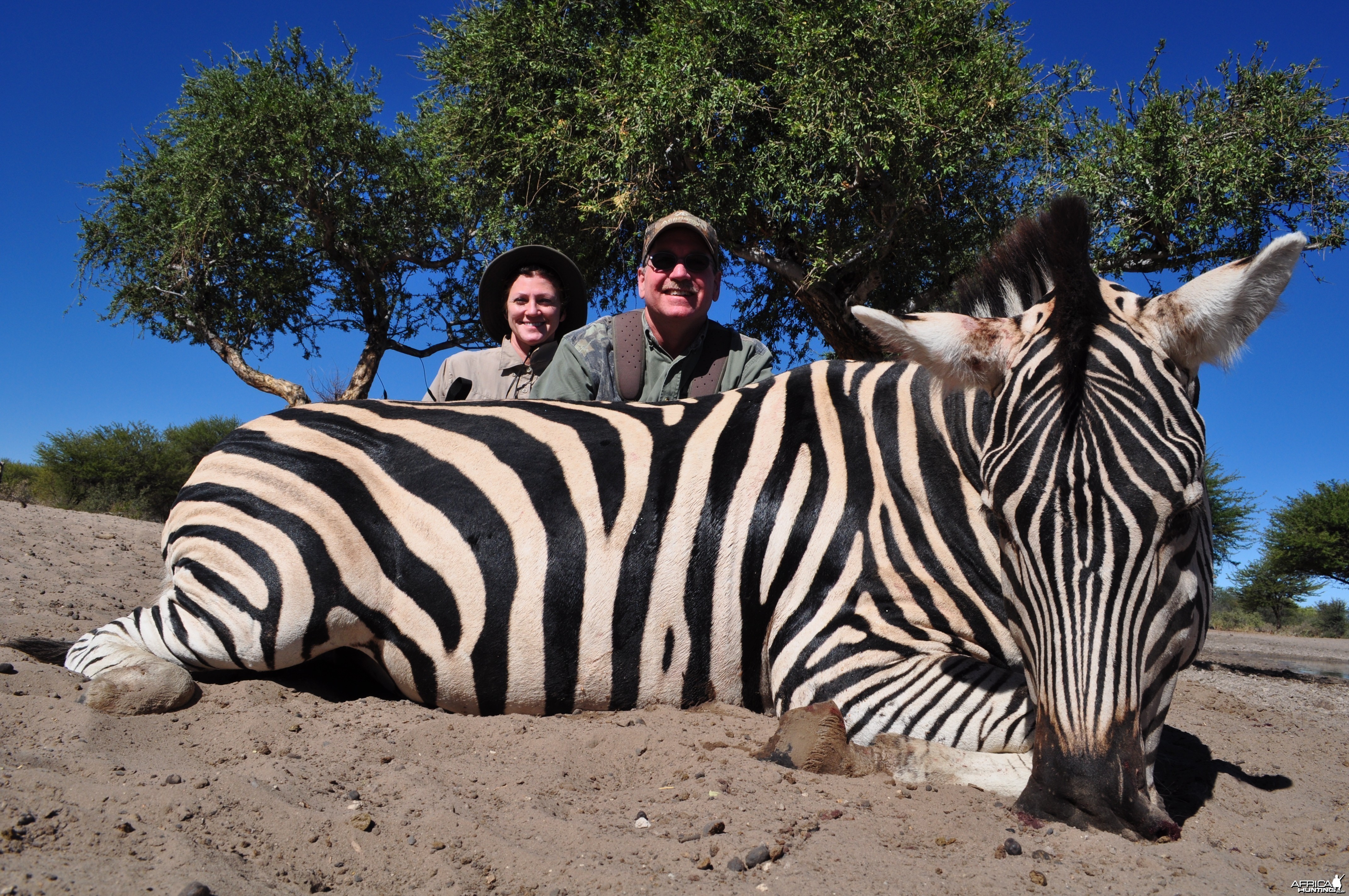 Plains Zebra