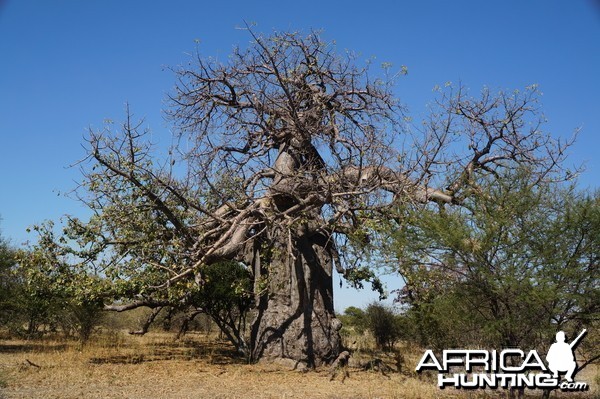 Baobab Tree