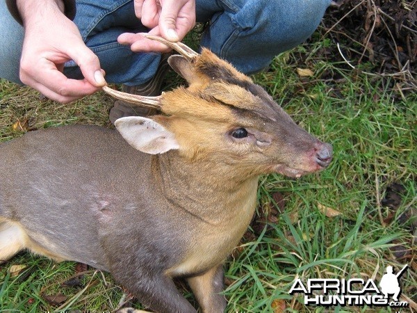 muntjac deer buck the smallest deer in the uk