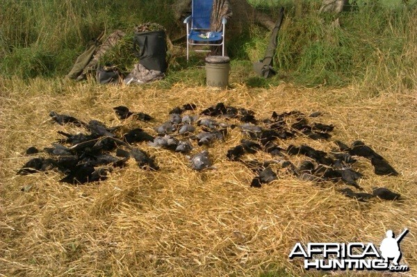 good bag of crows and pigeons