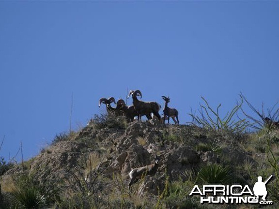 Hunting Desert Bighorn Sheep in Texas