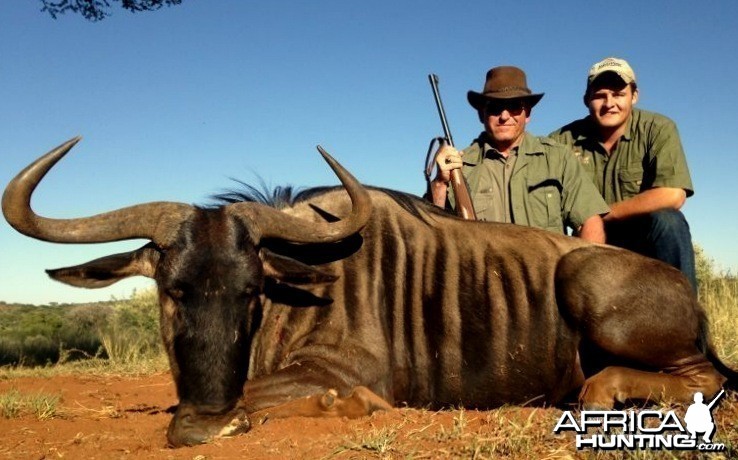 Blue Wildebeest
