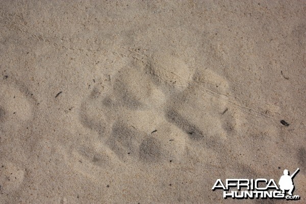 Lion Track