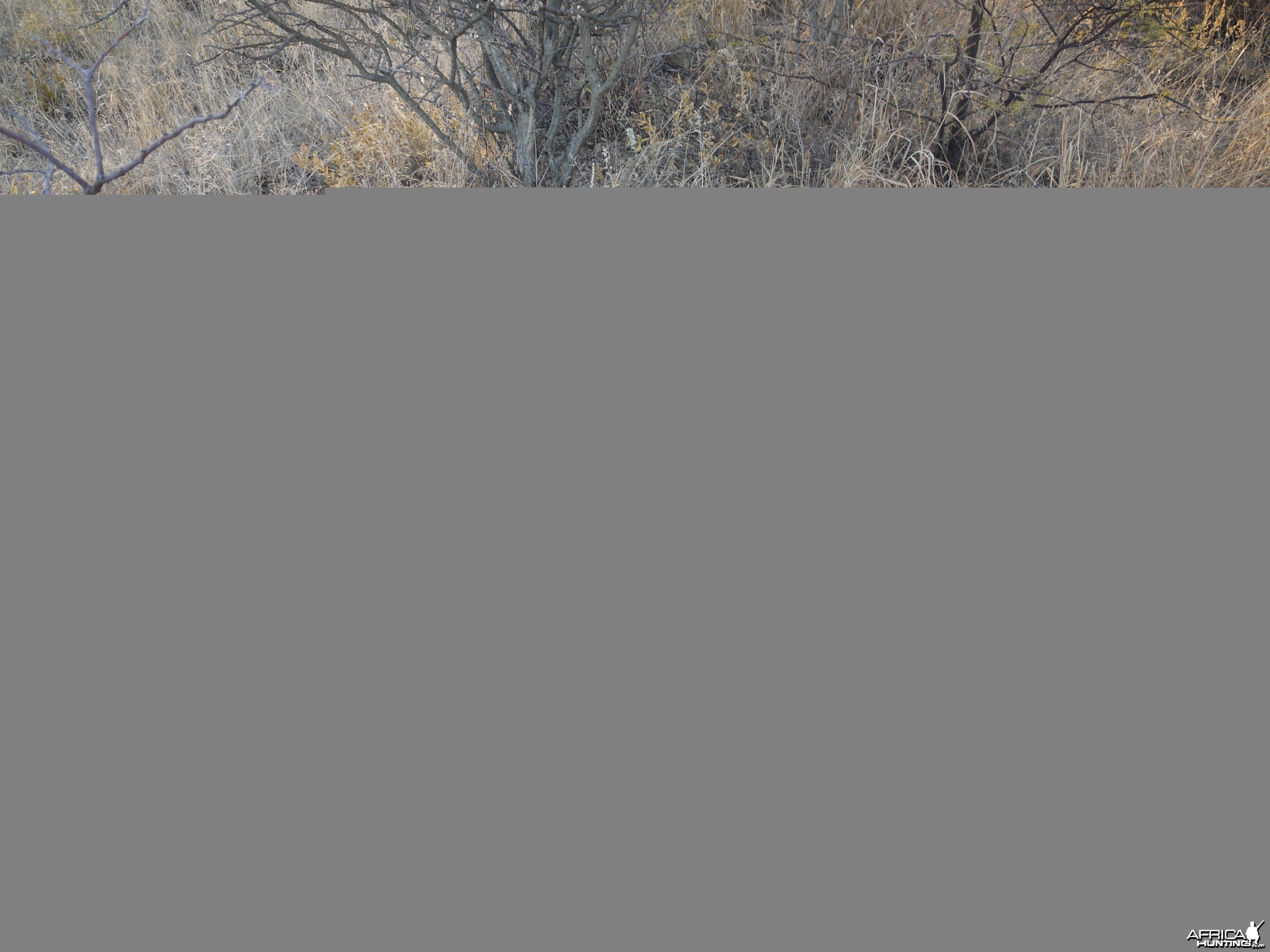 Cheetah hunted with Ozondjahe Hunting Safaris Namibia