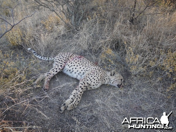 Cheetah hunted with Ozondjahe Hunting Safaris Namibia