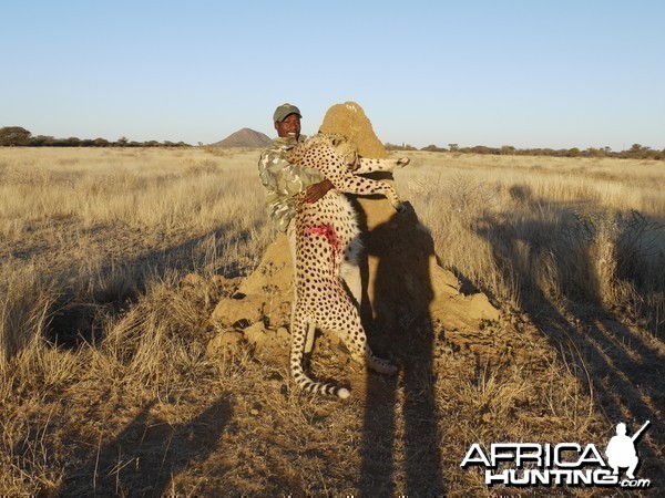 Cheetah hunted with Ozondjahe Hunting Safaris Namibia