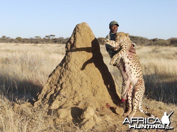 Cheetah hunted with Ozondjahe Hunting Safaris Namibia