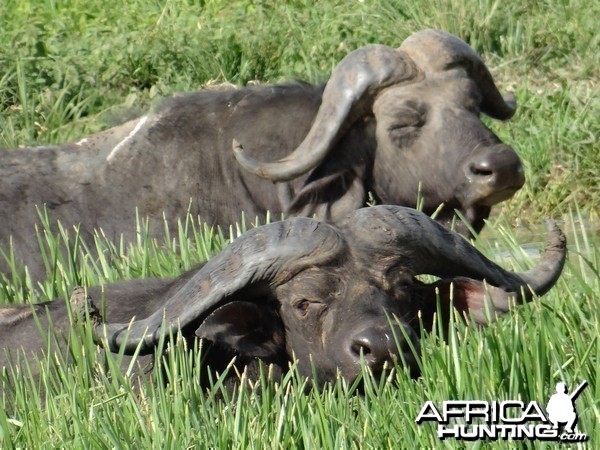Nile Buffalo - UGANDA