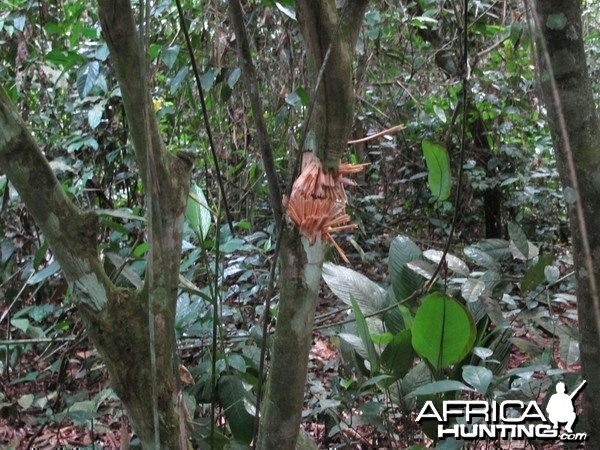 Bullet passed through in the tree Cameroon