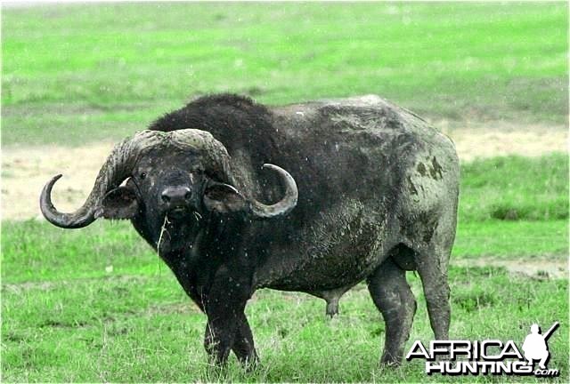 Buffalo