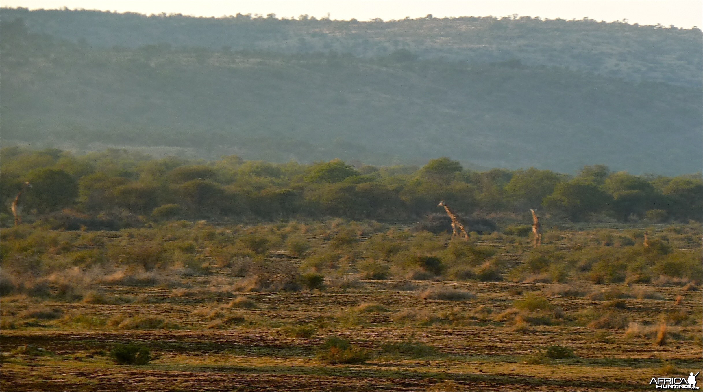 Giraffe