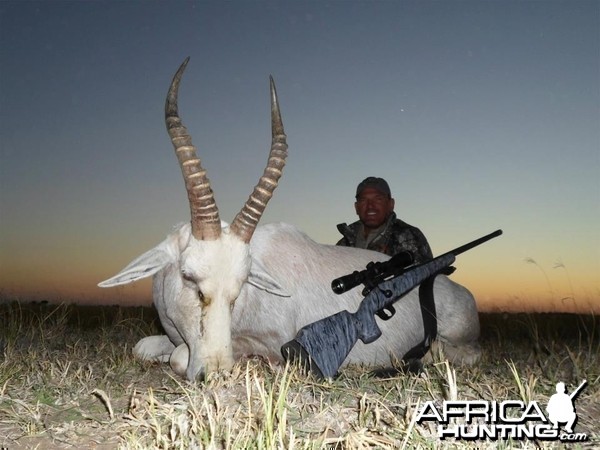 White Blesbok