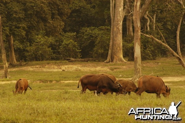 Forest Buffaloes