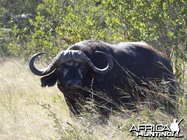 Buffalo South Africa