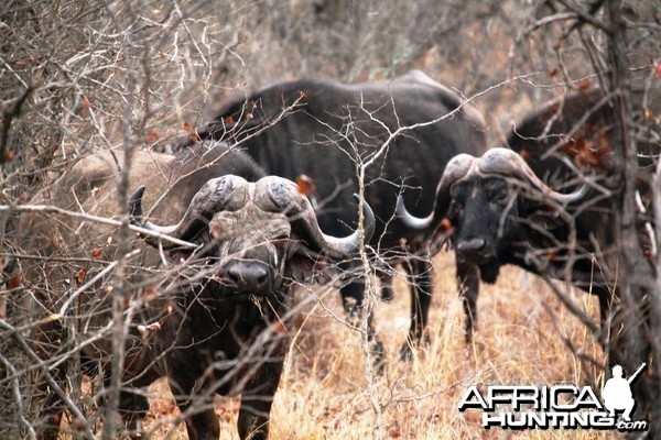 Buffalo South Africa