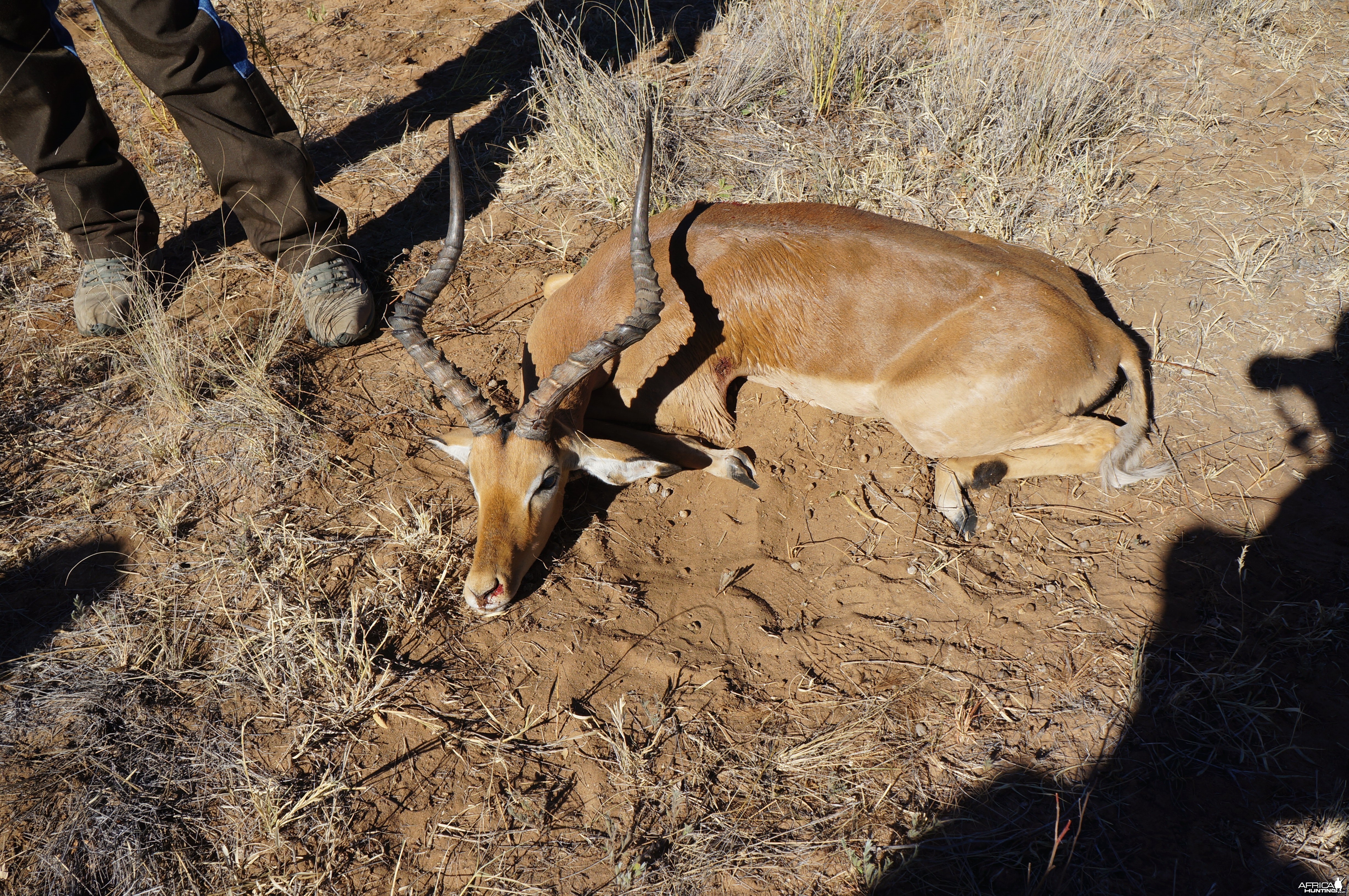 24&quot; Impala