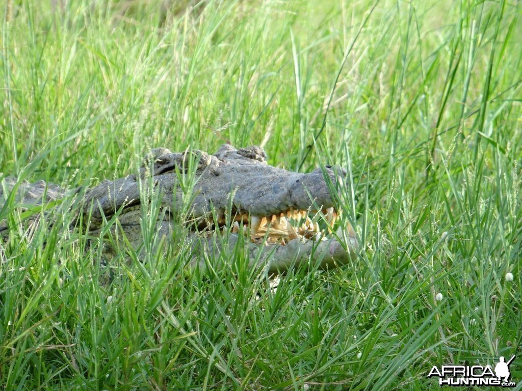 Croc Uganda
