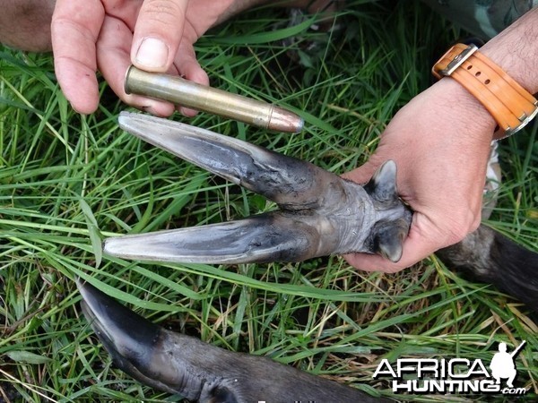 Hoof of Sitatunga bull Uganda