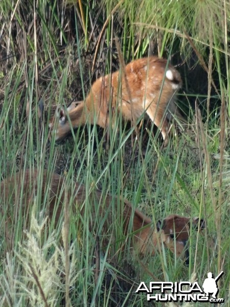 Sitatunga Uganda