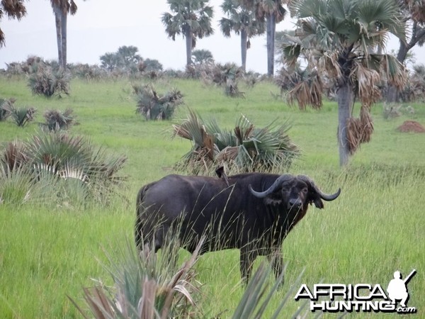 Uganda Buffalo