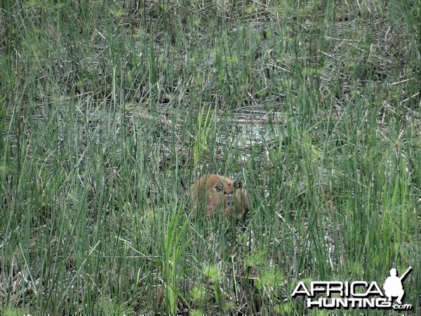 Sitatunga Uganda