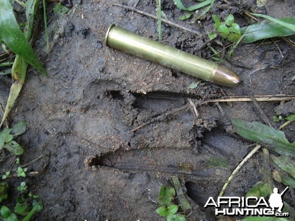 Nice Sitatunga bull track Uganda