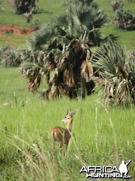 Oribi in Uganda