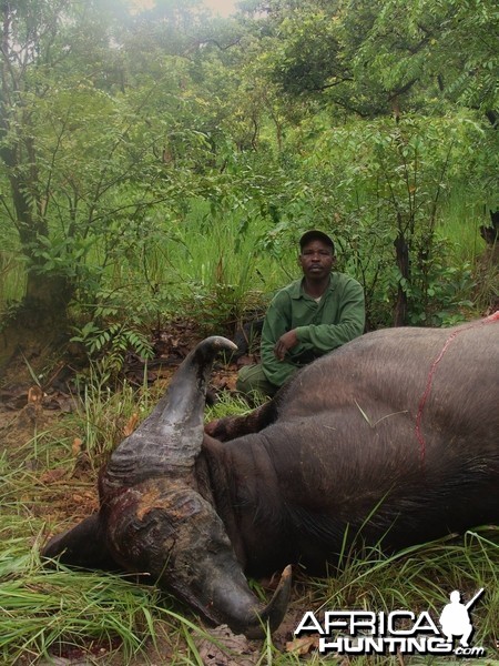 33 inch spread Central African Buffalo, no 12 SCI