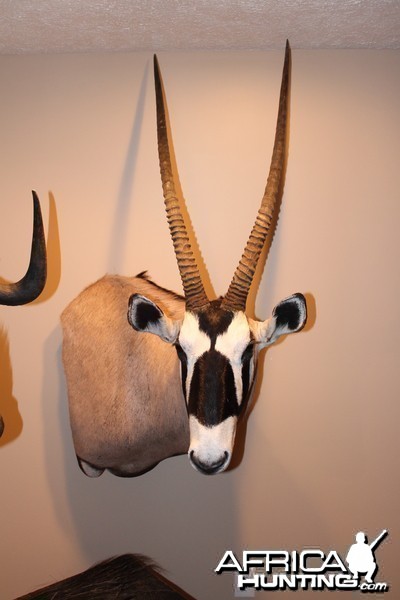 Gemsbok