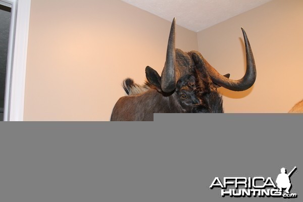 Black Wildebeest