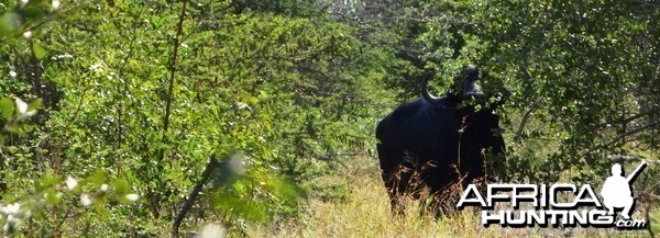 Buffalo