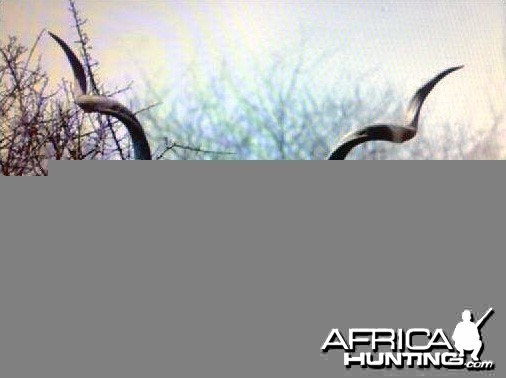 Magnificent Greater Kudu in South Africa