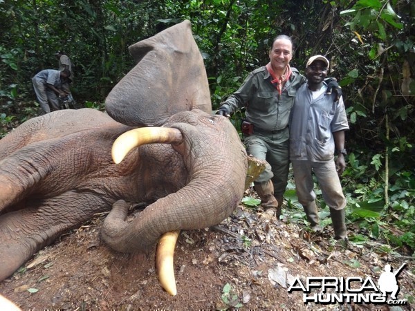 Forest Elephant