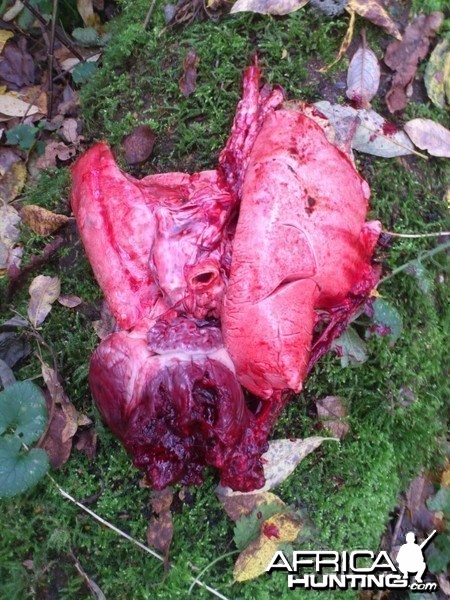 Roe buck heart